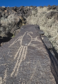 Macaw Petroglyph at Petroglyph National Monument Albuqurque New Mexico USA Macaw Petroglyph at Petroglyph National Monument Albuqurque New Mexico USA