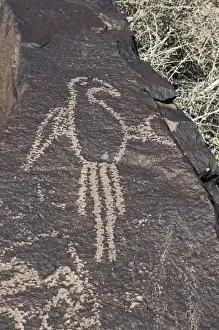 Macaw Petroglyph at Petroglyph National Monument Albuqurque New Mexico USA