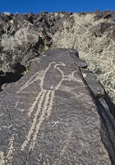 Macaw Prints: Macaw Petroglyph at Petroglyph National Monument Albuqurque New Mexico USA