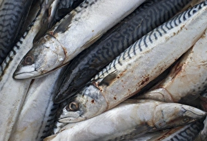 Shetland Prints: Mackerel at market Shetland June