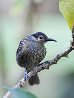 Macleays Honeyeater Xanthotis macleayana Cairns Queensland Australia October Macleays Honeyeater Xanthotis macleayana Cairns Queensland Australia October