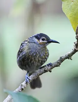 Queensland Prints: Macleays Honeyeater Xanthotis macleayana Cairns Queensland Australia October