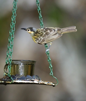 Macleays Honeyeater Xanthotis macleayanus coming to feeder at Cassowary House Queensland Macleays Honeyeater Xanthotis macleayanus coming to feeder at Cassowary House Queensland