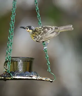 Queensland Prints: Macleays Honeyeater Xanthotis macleayanus coming to feeder at Cassowary House Queensland