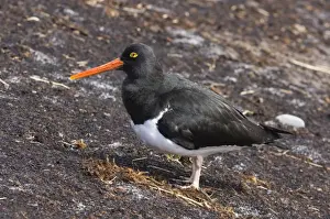 Images Dated 13th November 2006: Magellanic Oystercatcher Haematopus leucopodus Sea Lion Island Falklands