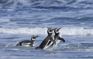 Magellanic Penguins Spheniscus magellanicus entering the sea Sea Lion Island Falklands Magellanic Penguins Spheniscus magellanicus entering the sea Sea Lion Island Falklands