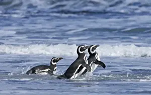 Penguin Prints: Magellanic Penguins Spheniscus magellanicus entering the sea Sea Lion Island Falklands