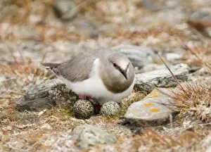 Magellanic Plover Pluvianellus socialis at nest with eggs Tierra del Fuego Chile November NOTE