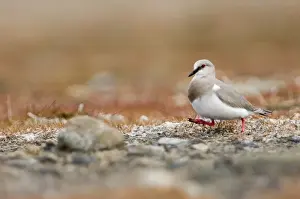 Wet Land Prints: Magellanic Plover Pluvianellus socialis Tierra del Fuego Chile November NOTE: Critically