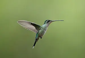 Hummingbird Prints: Magnificent Hummingbird Eugenes fulgens female Savegre Costa Rica