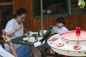 Magnificent Hummingbird Eugenes fulgens male feeding at Hummingbird feeder in garden Magnificent Hummingbird Eugenes fulgens male feeding at Hummingbird feeder in garden