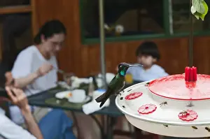Bird Prints: Magnificent Hummingbird Eugenes fulgens male feeding at Hummingbird feeder in garden