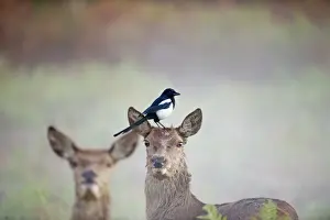 Red Deer Prints: Magpie Pica pica feeding on tics on Red Deer hind Rivhmond Park London autumn