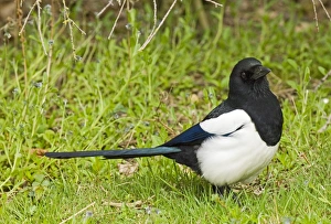 Crow Prints: Magpie Pica pica Kent spring