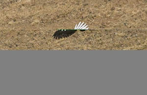 Crow Prints: Magpie Pica pica Norfolk September
