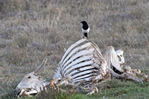 Magpie Pica pica Spain winter