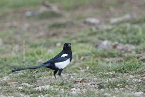 Magpie Pica pica Spain winter