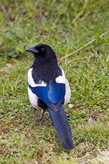 Crow Prints: Magpie Pica pica UK