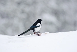 Crow Prints: Magpie Pica pica winter Finland