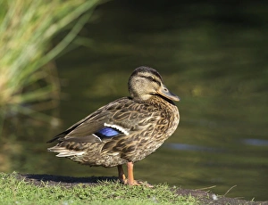 Female Prints: Mallard Anas platyrhynchos female autumn UK