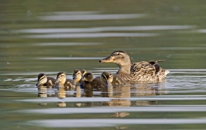 Mallard Anas platyrhynchos female with ducklings Kent spring Mallard Anas platyrhynchos female with ducklings Kent spring