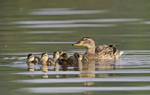 : Mallard Anas platyrhynchos female with ducklings Kent spring