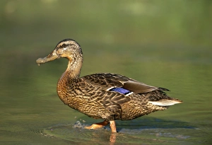 Mallard, Anas platyrhynchos, female, Kent, autumn