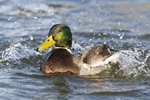 Mallard Anas platyrhynchos UK winter