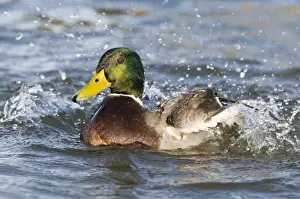 Duck Prints: Mallard Anas Platyrhynchos male bathing Norfolk winter