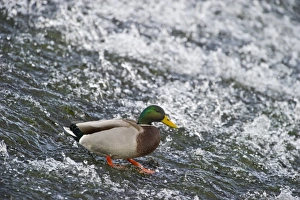 Mallard Anas platyrhynchos UK winter