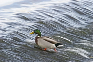 Mallard Anas platyrhynchos UK winter