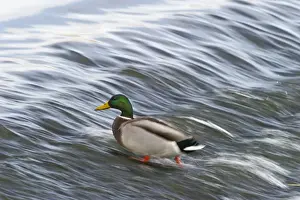 : Mallard Anas platyrhynchos male Dumfries Scotland winter