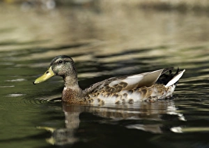 Mallard Anas platyrhynchos male in eclipse (moult) autumn UK Mallard Anas platyrhynchos male in eclipse (moult) autumn UK
