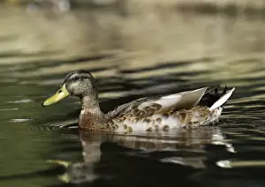 Wildfowl Prints: Mallard Anas platyrhynchos male in eclipse (moult) autumn UK