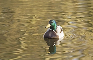 Mallard Anas platyrhynchos UK winter