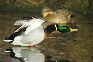 Mallard Anas platyrhynchos UK winter