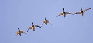 Mallard Anas platyrhynchos UK winter