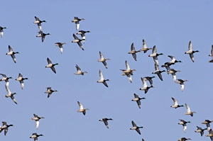 Prints of Mallard Anas platyrhynchos UK winter Images Dated 2006 February: Mallard Anas platyrhynchos UK winter