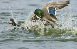 Aggression Prints: Mallards Anas platyrhynchos male attempting to rape another Caerlaverock Scotland winter