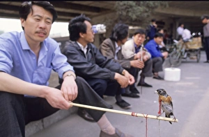 Brambling Prints: Man with Brambling in bird market in Beijing China May 1993