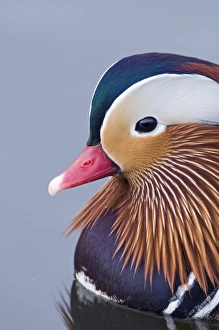 Wildfowl Prints: Mandarin Aix galericulata drake Norfolk winter