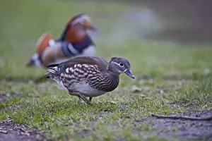 Mandarin Duck (Aix galericulata) female Arundel Sussex