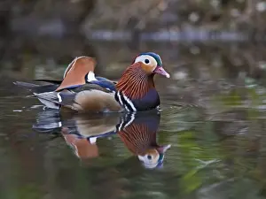 Mandarin Duck (Aix galericulata) male Arundel Sussex