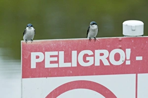 Mangrove Swallows Tachycineta a. albilinea Peten Guatemala March Mangrove Swallows Tachycineta a. albilinea Peten Guatemala March