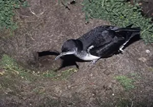 Manx Shearwater at entrance to nest burrow on Skomer Pembrokeshire Wales