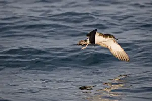 Coast Prints: Manx Shearwater Puffinus puffinus in St Brides Bay off Skomer Island Pembrokeshire