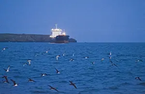 Coast Prints: Manx Shearwaters Puffinus puffinus gathering in St Brides Bay off Skomer Island