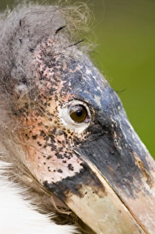 Stork Prints: Marabou Stork close up of head Kenya Africa