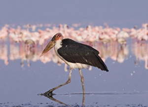 Stork Prints: Marabou Stork Lake Nakuru Kenya