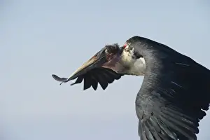 Kenya Prints: Marabou Stork Leptoptilos crumeniferus Lake Nakuru Kenya